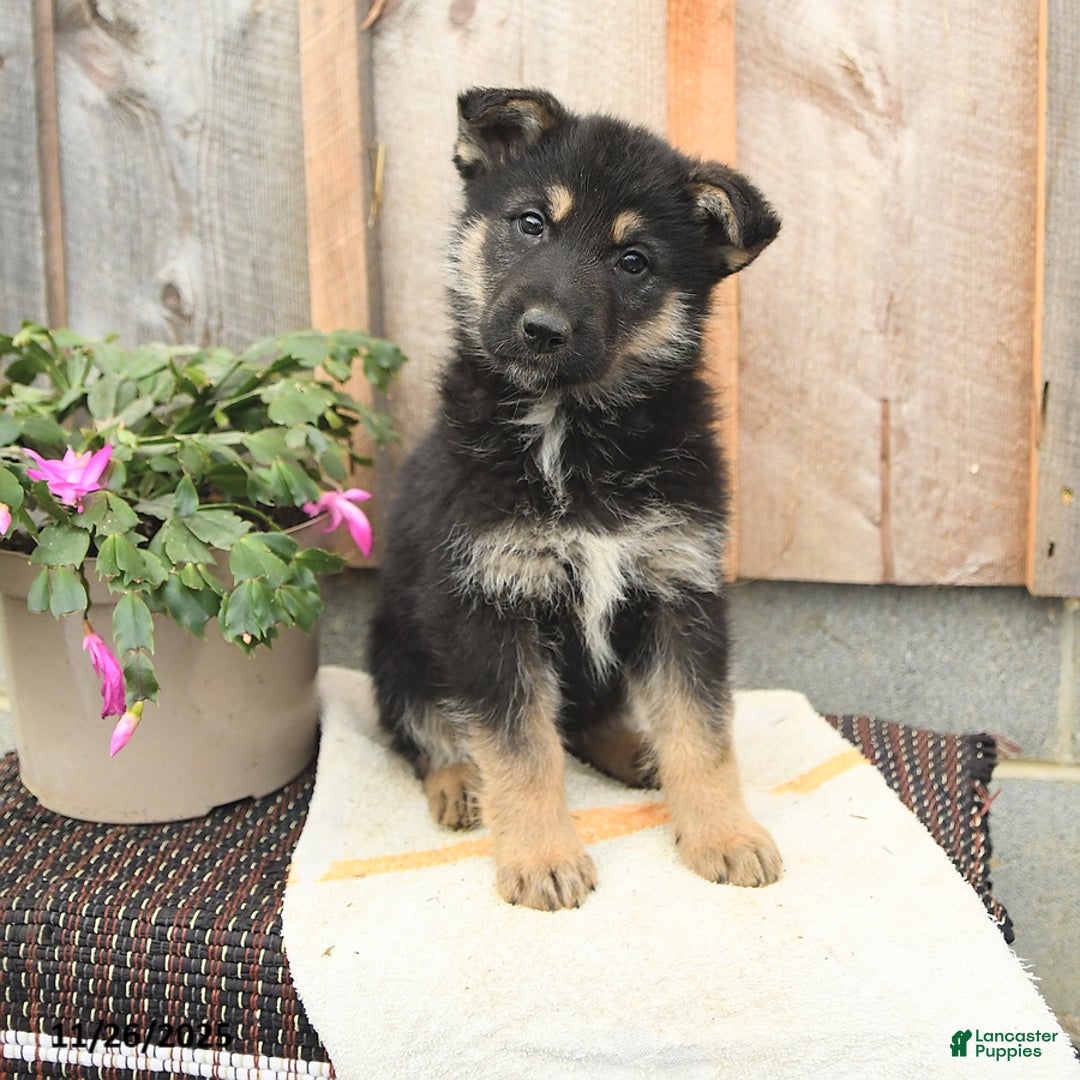 German Shepherd dogs for sale: Dakota - Ad 1