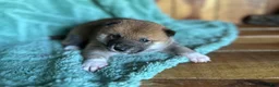 Shiba Inu dogs for sale: Shiba Inu Puppy 7 - Ad 2