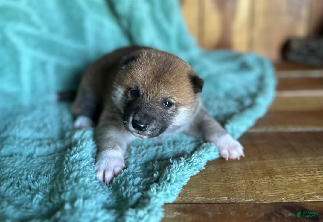Shiba Inu dogs for sale: Shiba Inu Puppy 7 - Ad 2