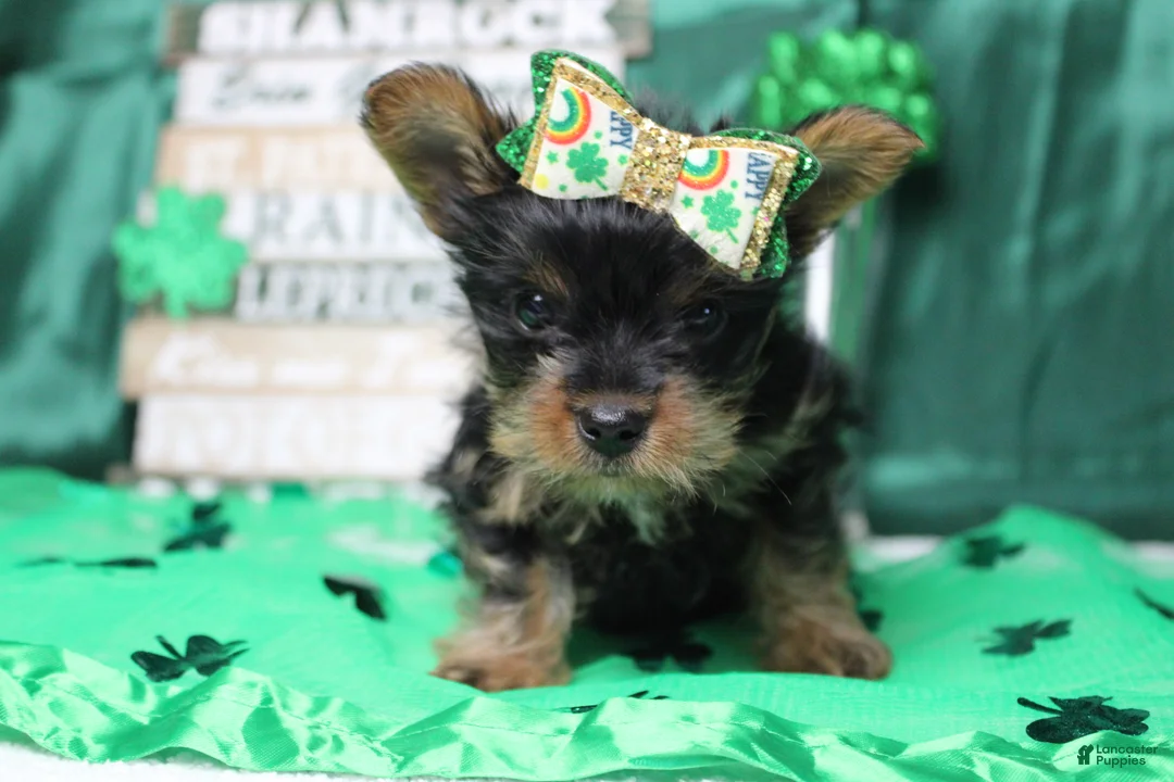Yorkshire Terrier dogs for sale: Juliana - Ad 9
