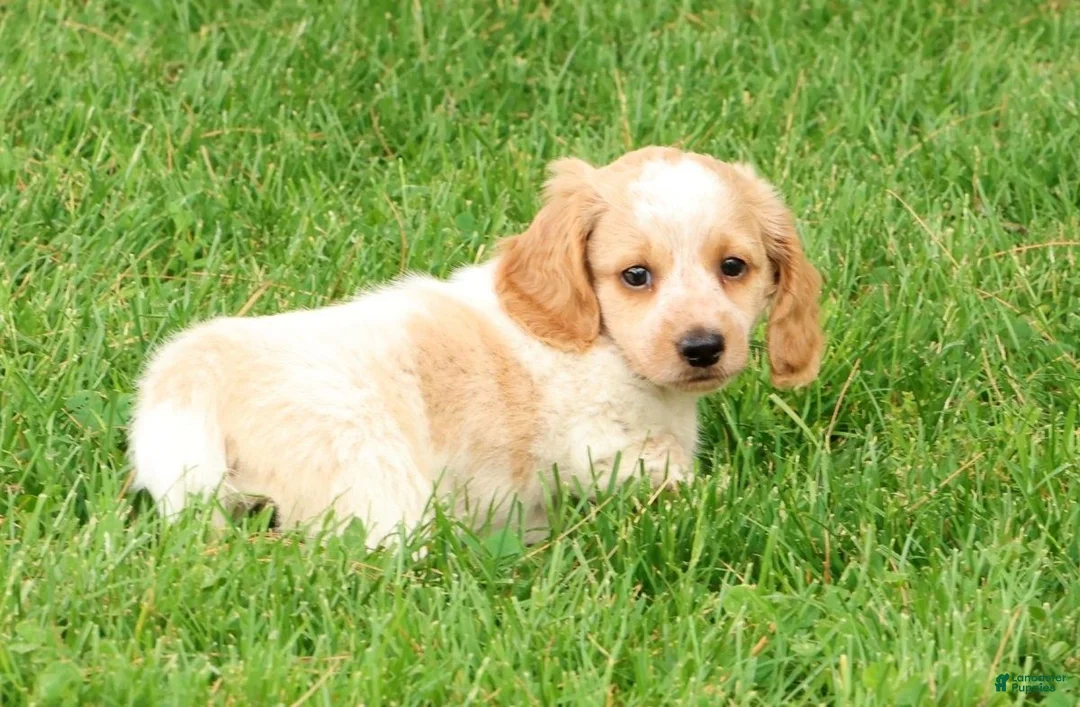 Miniature Dachshund dogs for sale: Hank - Ad 2