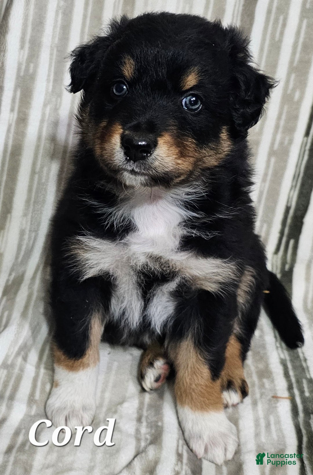 Australian Shepherd dogs for sale: CORD  - Ad 6