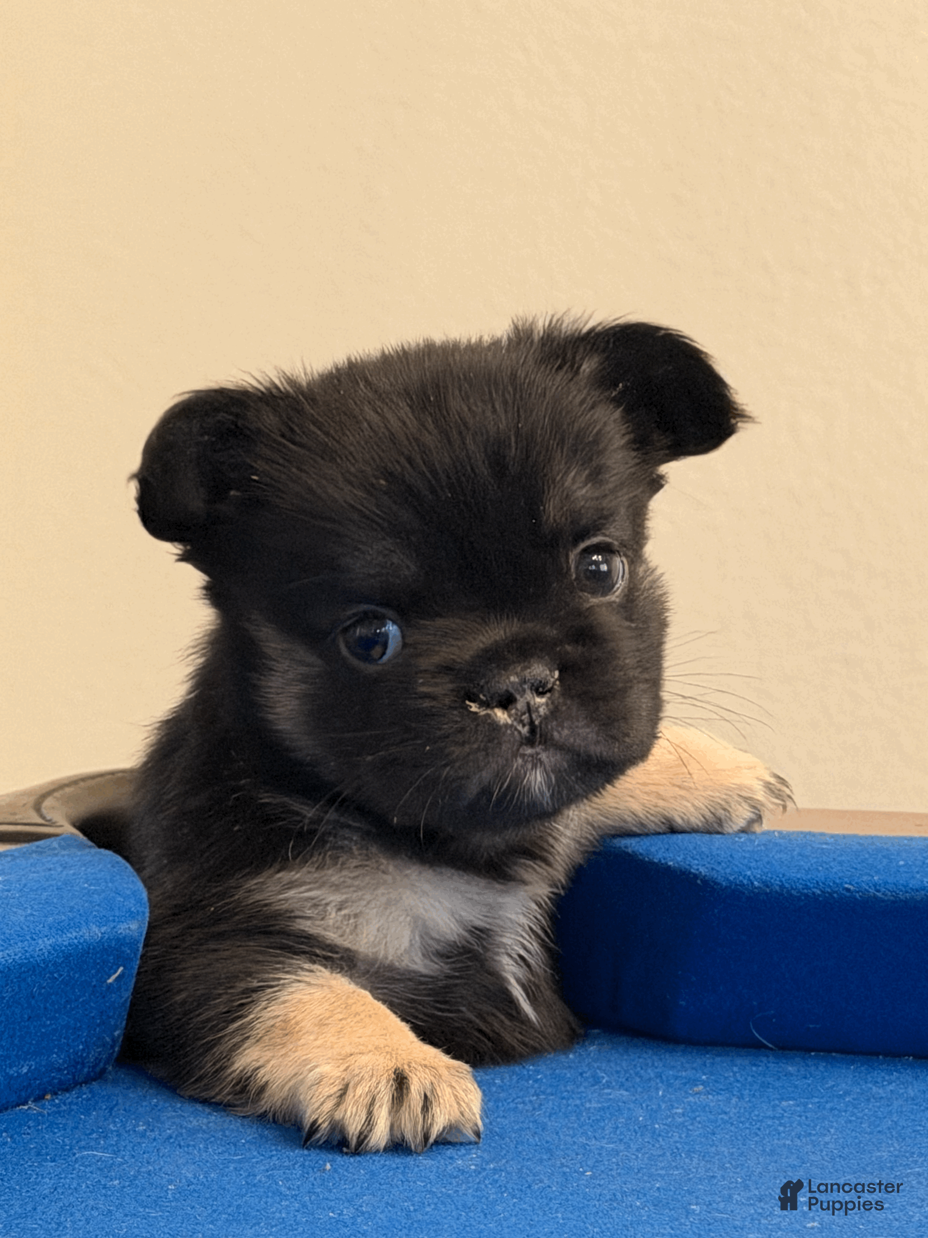 French Bulldog dogs French Bulldog Puppy 3 - Ad 24