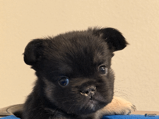 French Bulldog dogs French Bulldog Puppy 3 - Ad 40