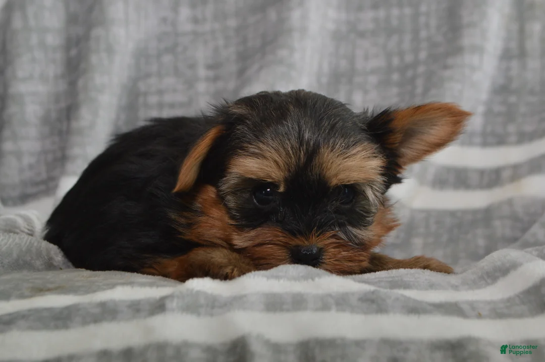 Yorkshire Terrier dogs for sale: Theodore - Ad 2