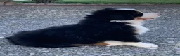 Bernese Mountain Dog dogs for sale: Alaska  - Ad 6