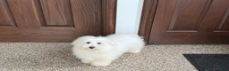Coton De Tulear dogs for sale: Jj - Ad 4