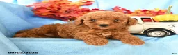 Toy Poodle dogs for sale: Denny - Ad 1