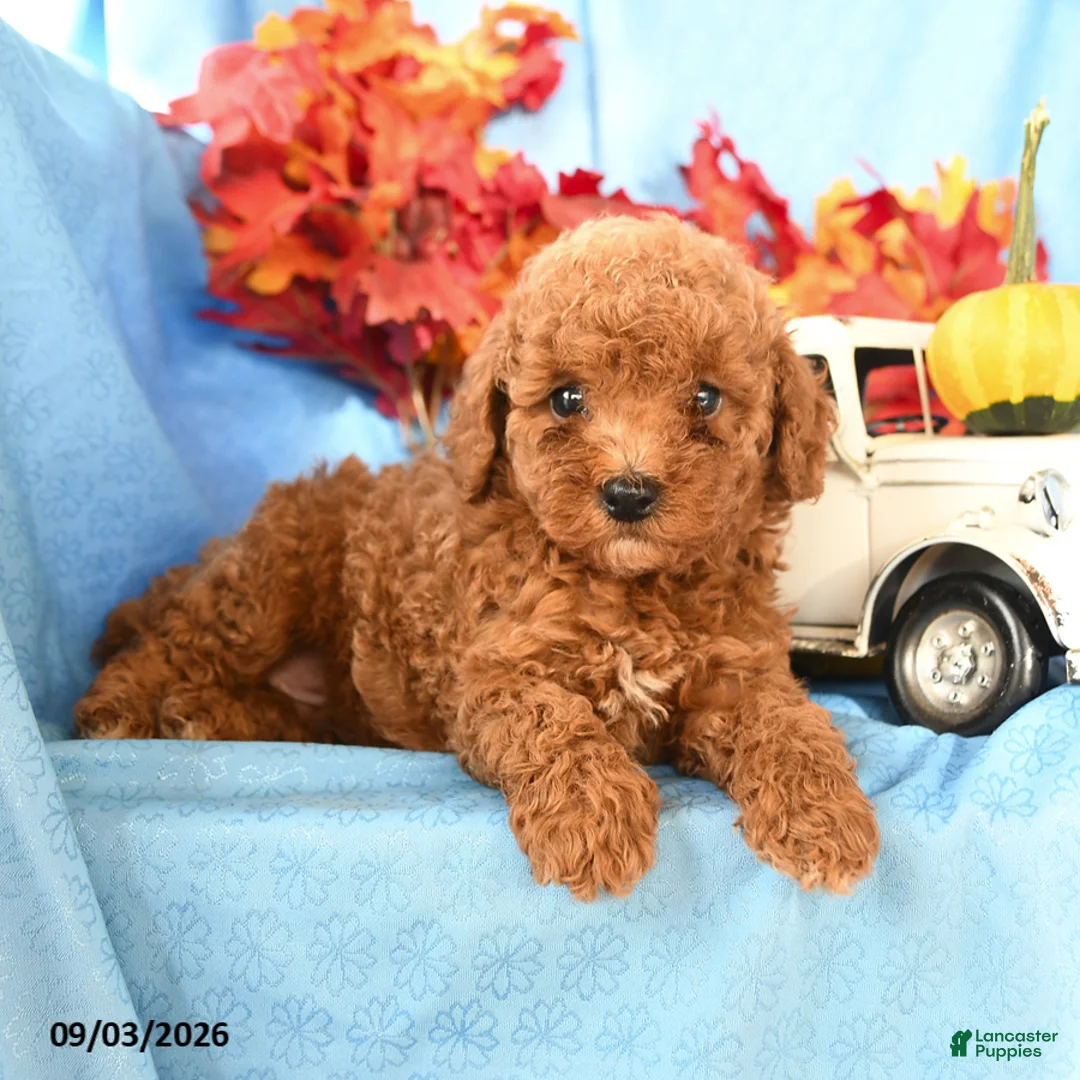 Toy Poodle dogs for sale: Denny - Ad 1