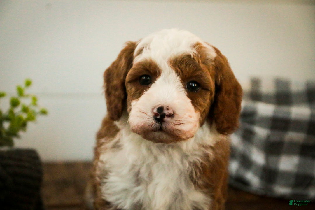 Miniature Poodle dogs for sale: Rick - Ad 4