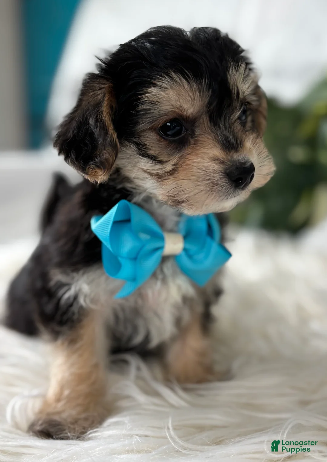 Morkie dogs for sale: Preston - Ad 12