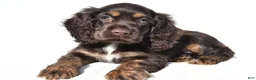 Cocker Spaniel dogs for sale: Captain - Ad 7