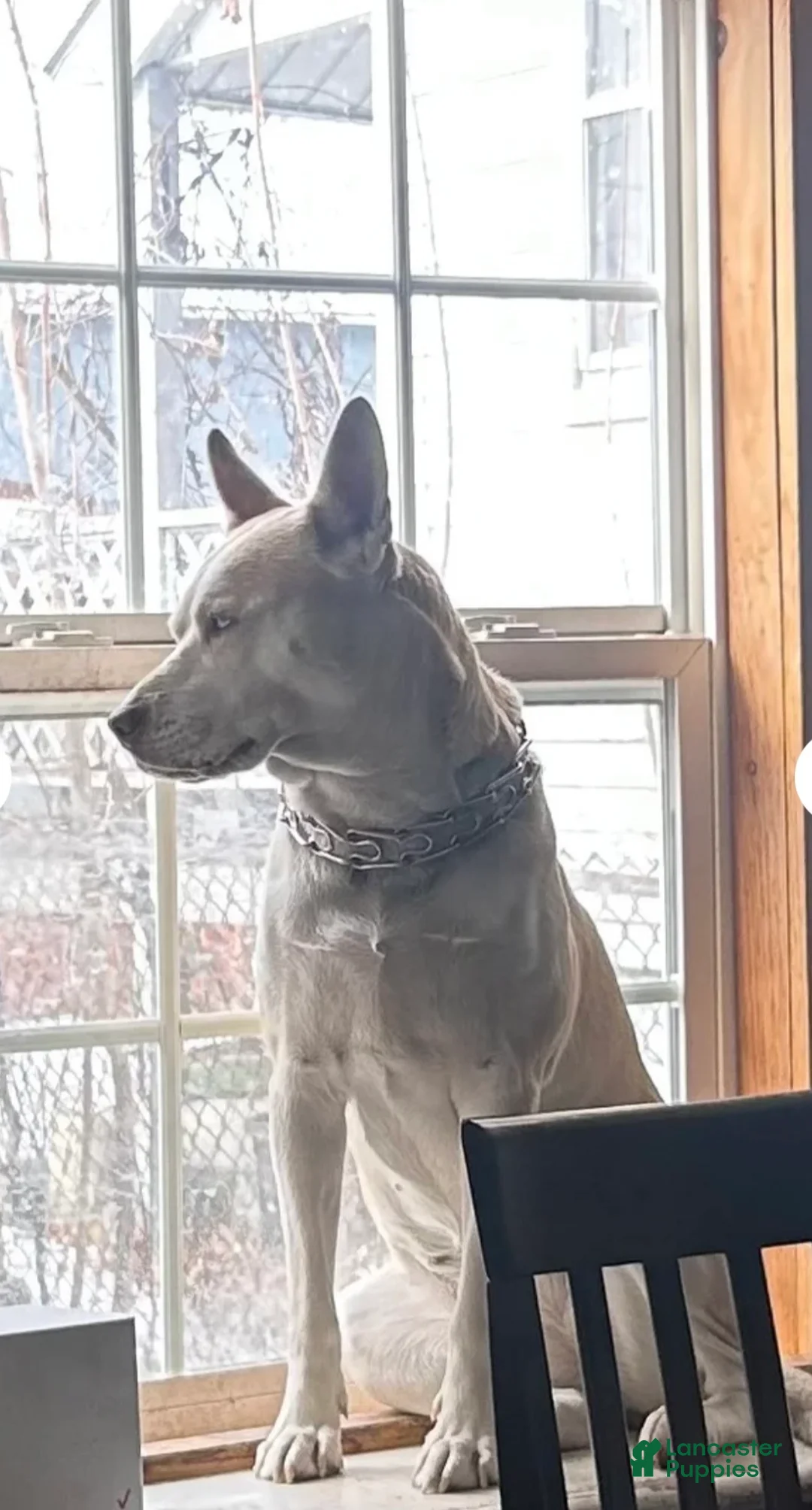 Mixed Breed dogs for sale: Mixed Breed Puppy 1 - Ad 2