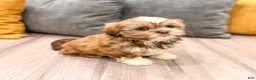 Shih Tzu dogs for sale: Skye - Ad 7