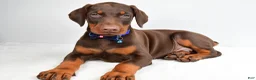 Doberman Pinscher dogs for sale: Harrison - Ad 1