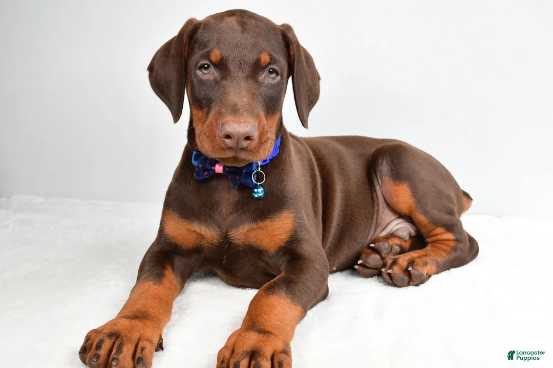Doberman Pinscher dogs for sale: Harrison - Ad 1