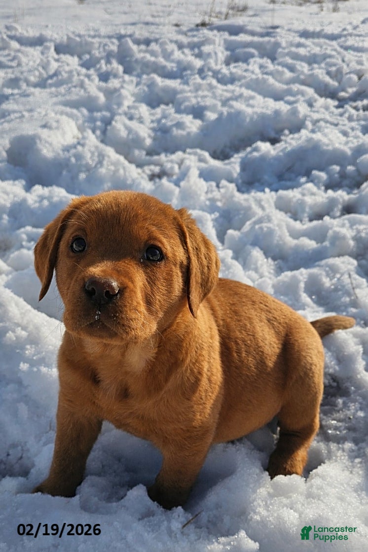 Labrador Retriever dogs Ashley - Ad 1