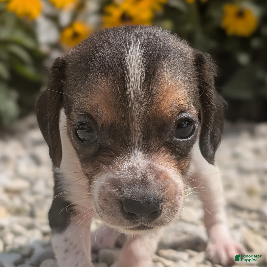 Beagle dogs for sale: Ham - Ad 2