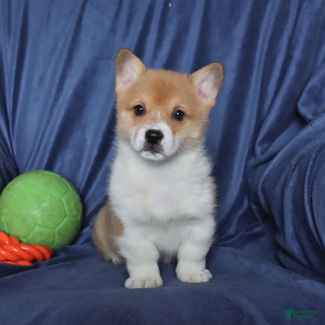Welsh Corgi Pembroke dogs for sale: Skittles - Ad 4