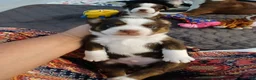 Mixed Breed dogs for sale: Mixed Breed 2 - Ad 11