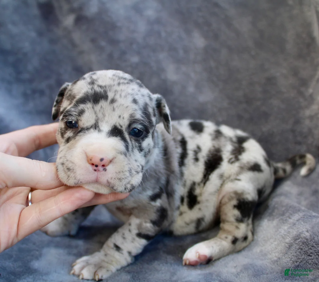 American Bully dogs for sale: Black Merle Female - Ad 1
