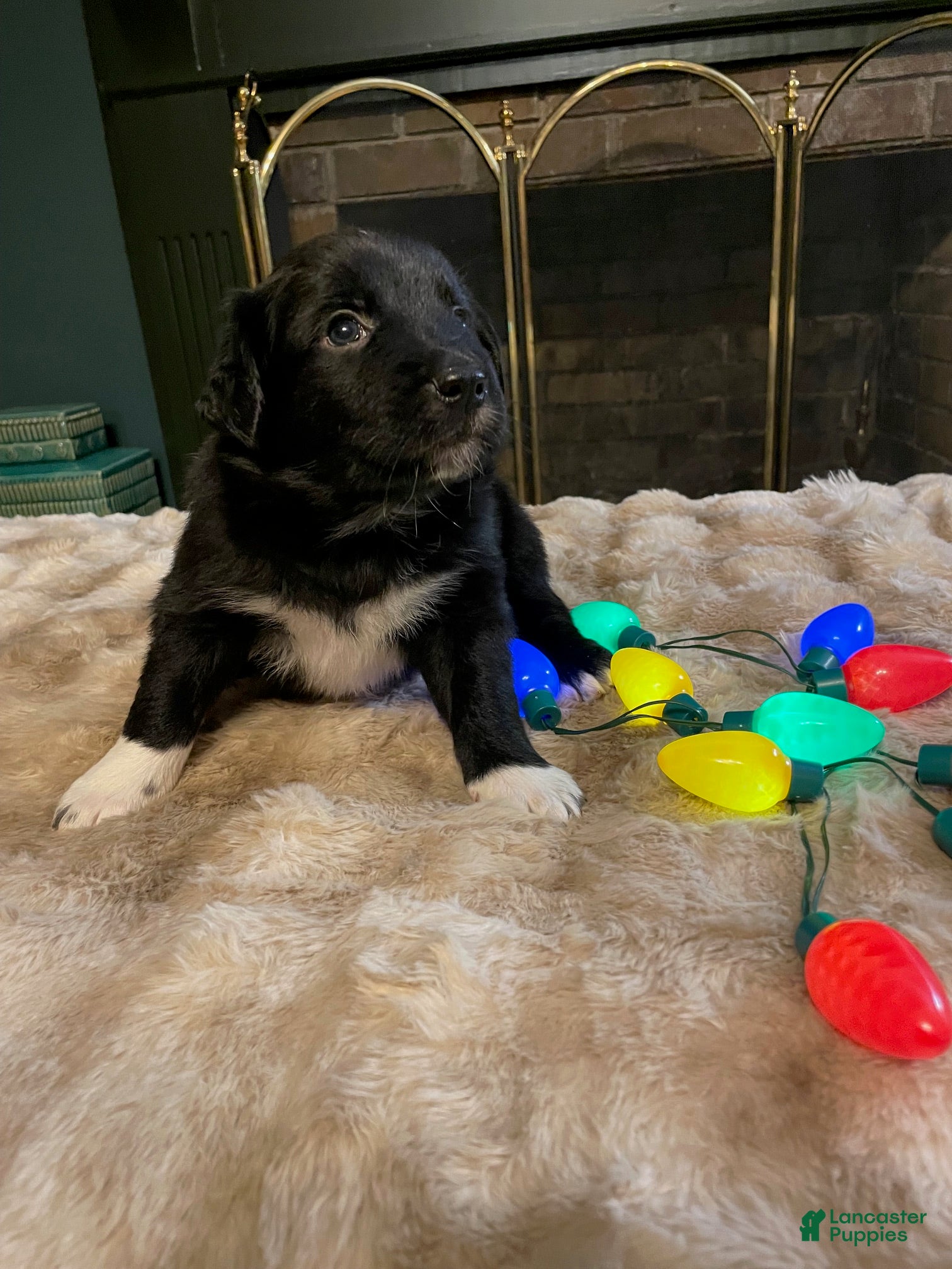 Australian Shepherd dogs Pixal - Ad 2