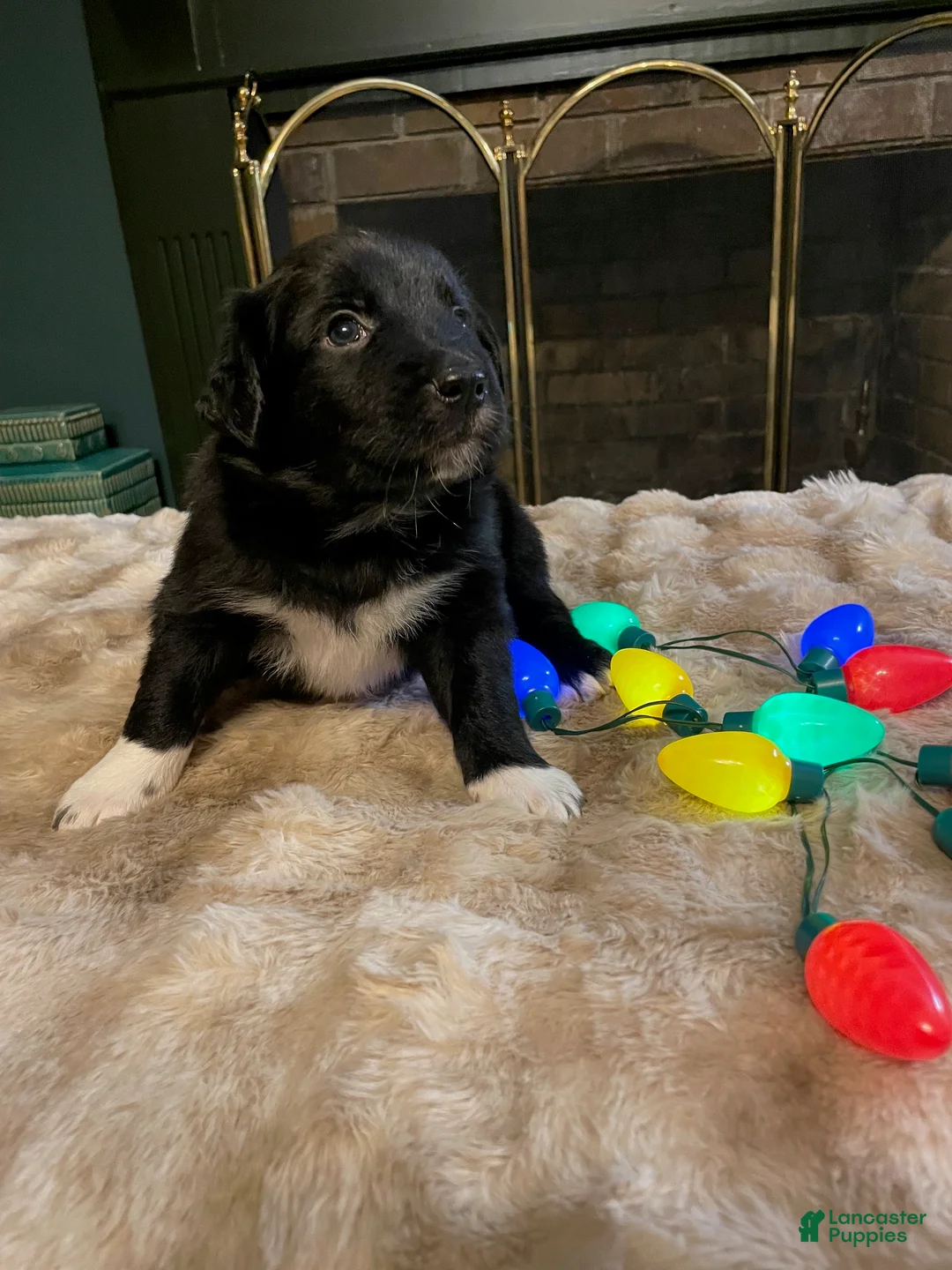 Australian Shepherd dogs for sale: Pixal - Ad 2