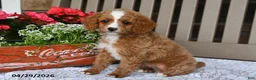 Cavapoo dogs for sale: Renita - Ad 3
