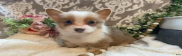 Welsh Corgi Pembroke dogs for sale: Smoky - Ad 8