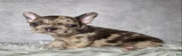 Frenchton dogs for sale: Miss Lola  - Ad 6