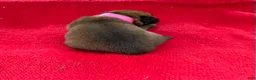 Belgian Malinois dogs for sale: Pink female  - Ad 6