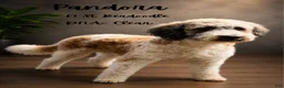 Saint Berdoodles dogs for sale: Sergeant Stubs - Mini Saint Berdoodle - Ad 5