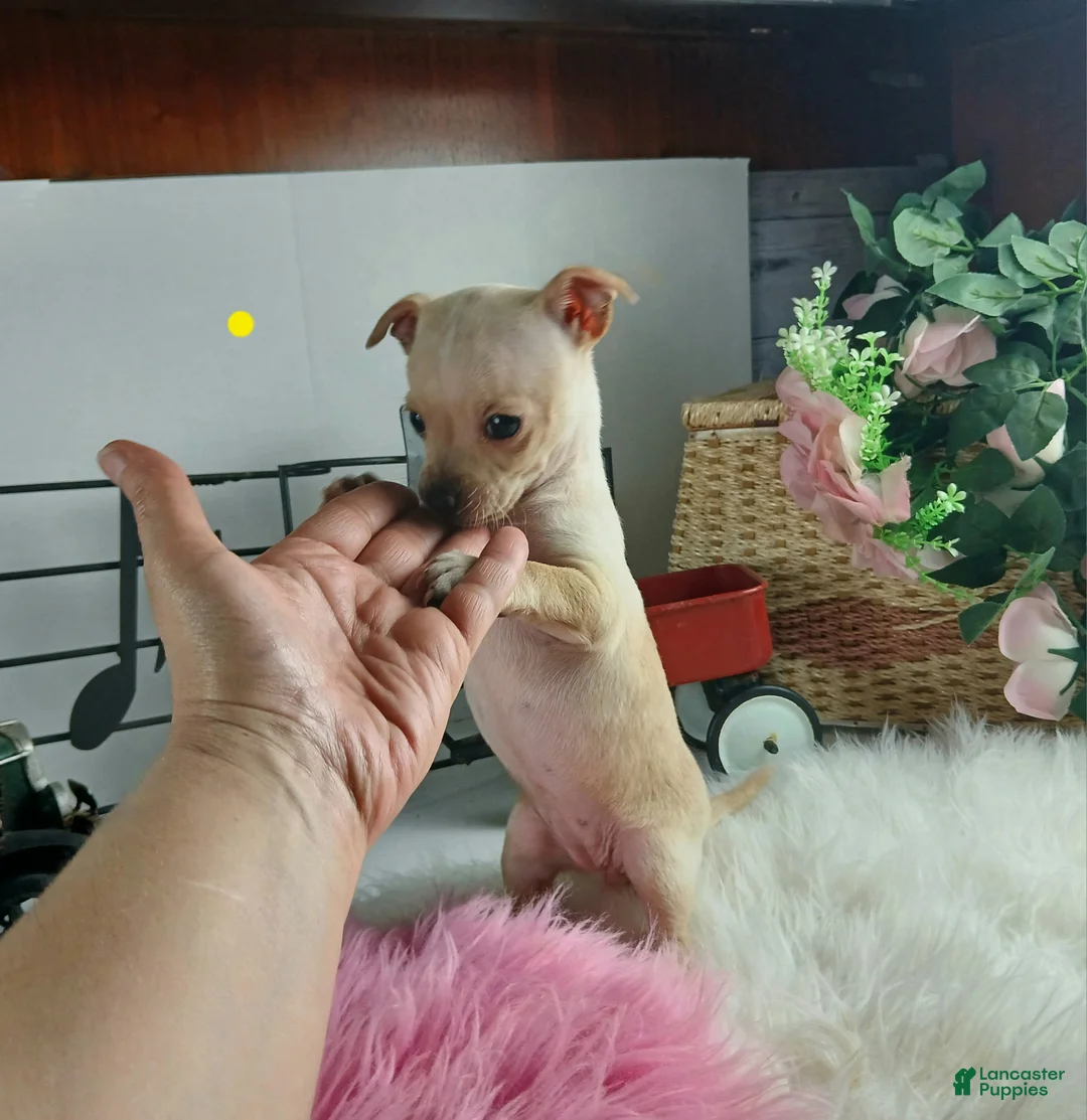 Chihuahua dogs for sale: Blonde girl, Nationwide delivery! - Ad 4