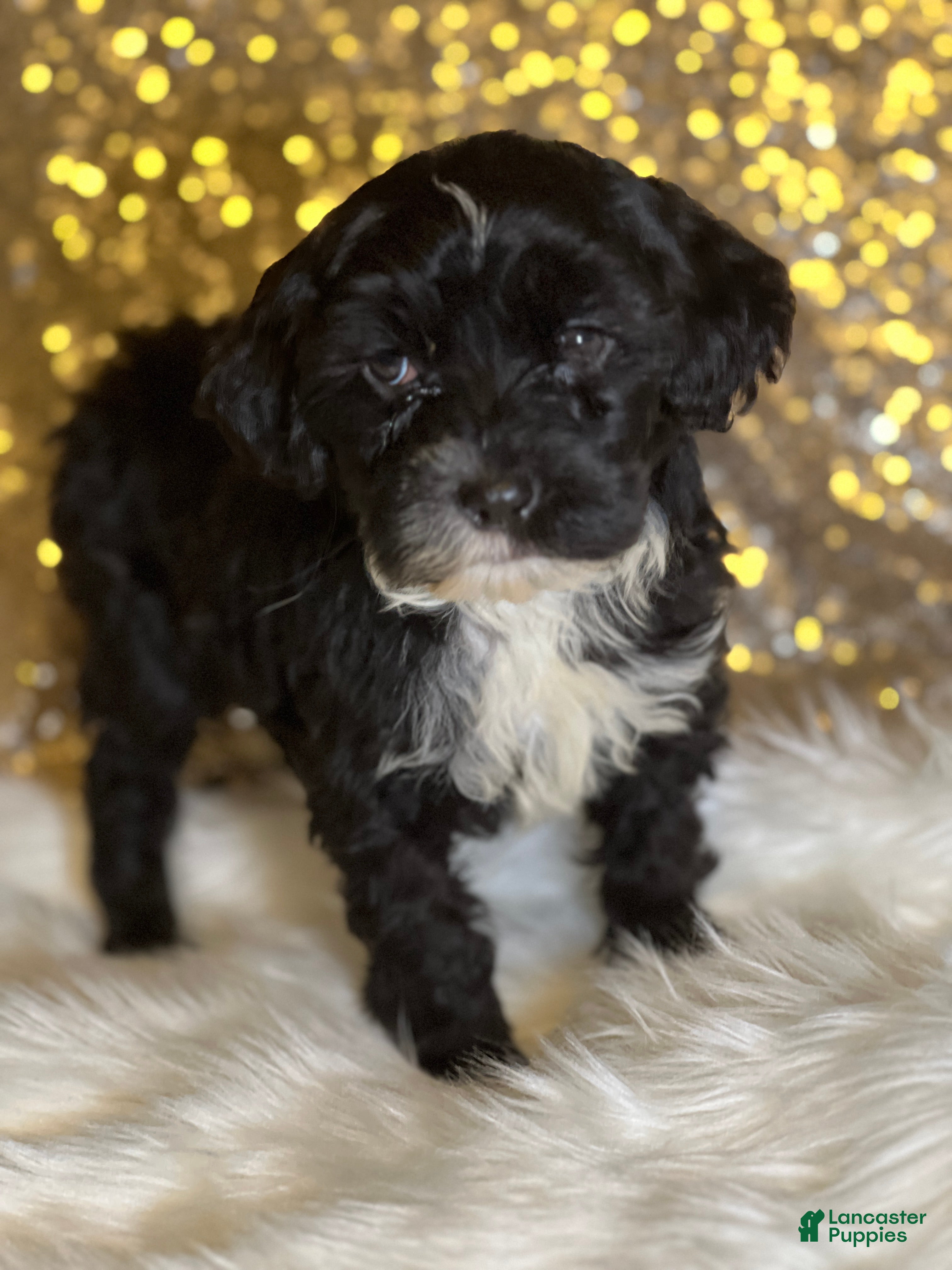 Portuguese Water Dog dogs Mystic - Ad 21