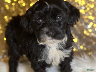 Portuguese Water Dog dogs Mystic - Ad 21