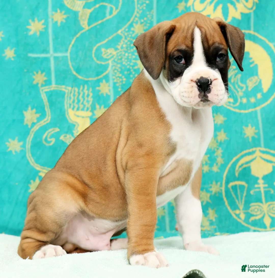 Boxer dogs for sale: Moose - Ad 1