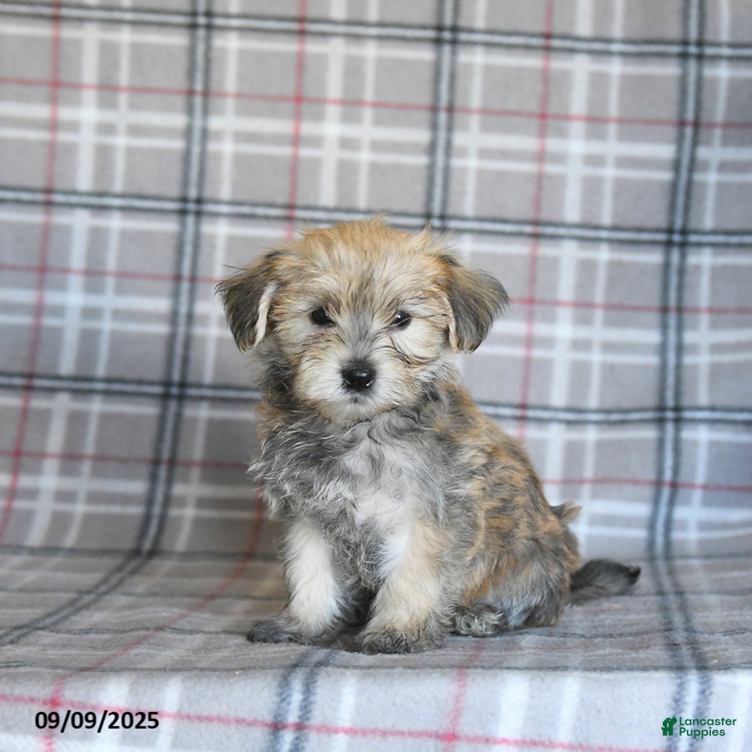 Morkie dogs for sale: Vinnie - Ad 6
