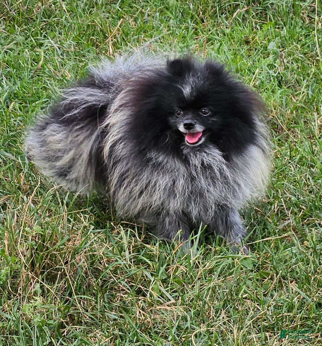 Gallery Image {{count}}