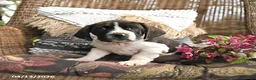 Mixed Breed dogs for sale: Pepper - Ad 3