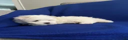 Maltese dogs for sale: Rocky - Ad 22