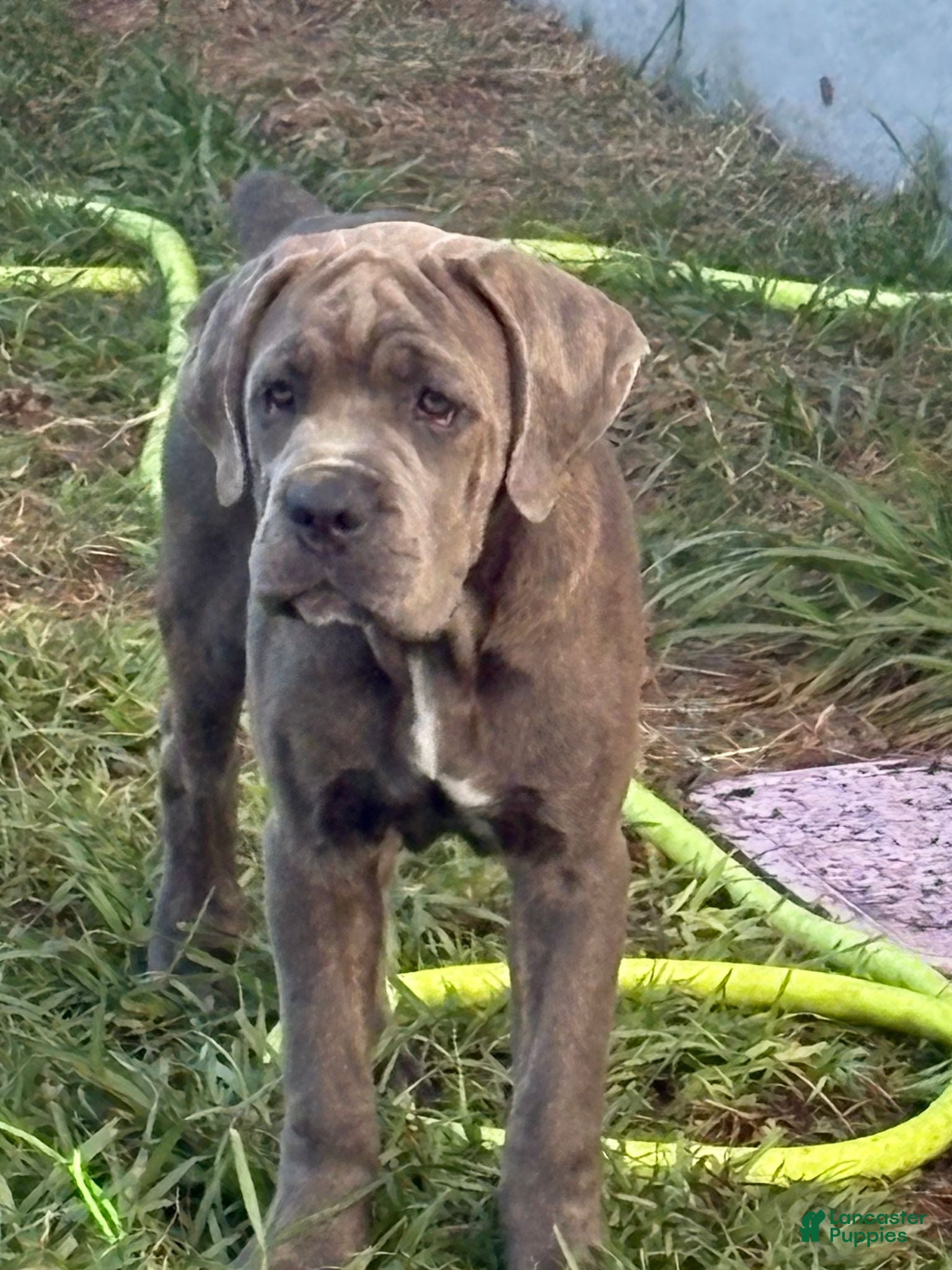 Cane Corso dogs Cane Corso 4 Pink Girl - Ad 9