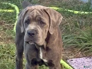 Cane Corso dogs Cane Corso 4 Pink Girl - Ad 9