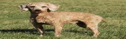 Cockapoo dogs for sale: Kaila - Ad 5