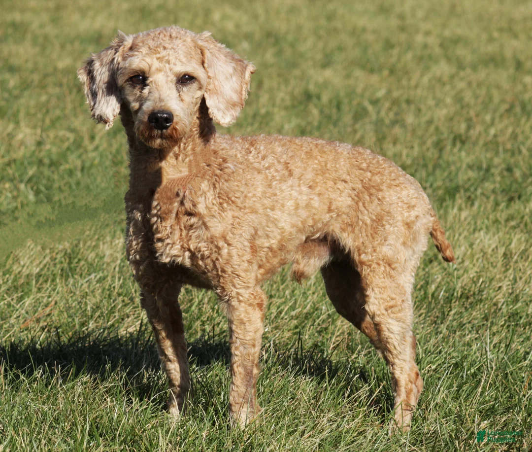 Cockapoo dogs for sale: Kaila - Ad 5