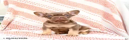 French Bulldog dogs for sale: Beatrice - Ad 5