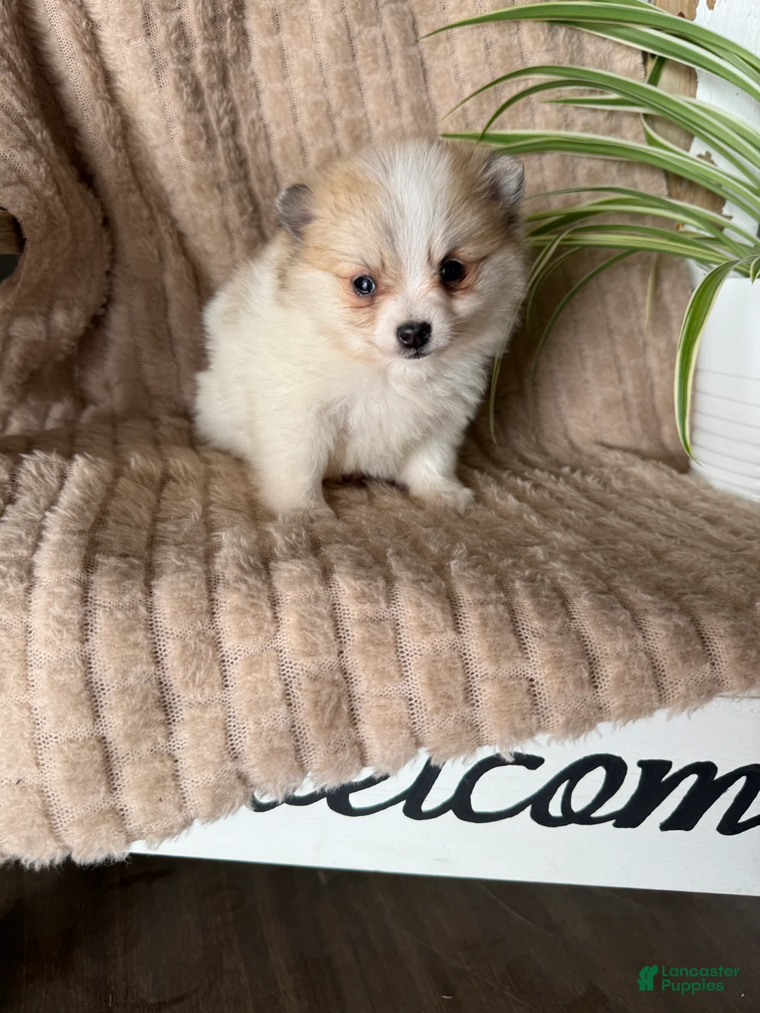 Pomeranian dogs for sale: Russel - Ad 3