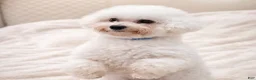 Bichpoo dogs for sale: Bichpoo 1 - Ad 2