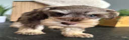 Miniature Schnauzer dogs for sale: Chai - Ad 6