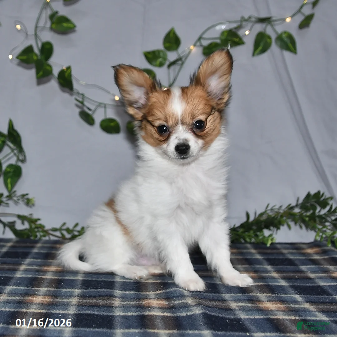 Papillon dogs for sale: Nipper - Ad 13
