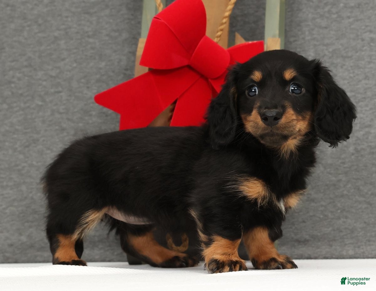 Miniature Dachshund dogs Gracie - Ad 10